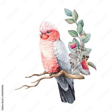 Pink And Grey Cockatoo Watercolor Illustration Hand Drawn Realistic