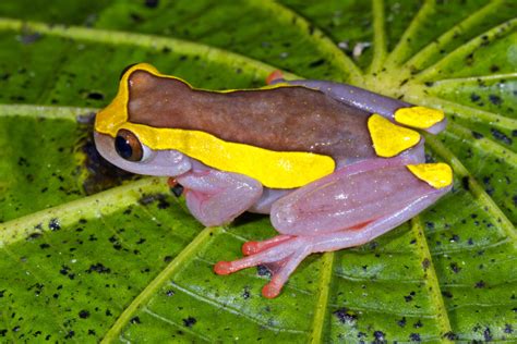 The World S Most Colorful And Curious Frogs