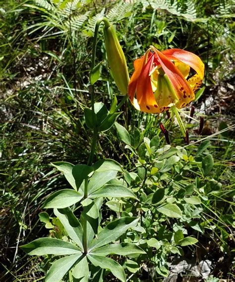 Carolina Lily Lilium Michauxii Western Carolina Botanical Club