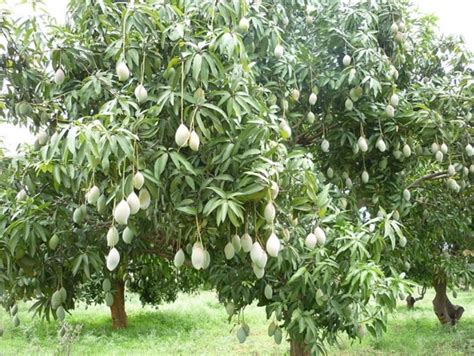 Cara Menanam Pohon Mangga Dari Biji - BibitBunga.com