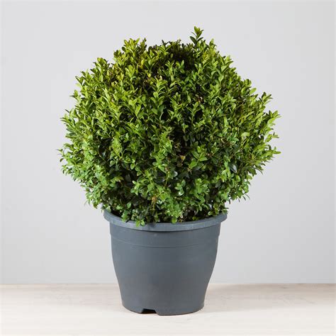 buxus  shape buxus  shape fleurs de la sagesse beirut lebanon