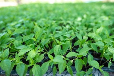 Pequeñas plántulas de chiles en macetas de vivero Foto Premium