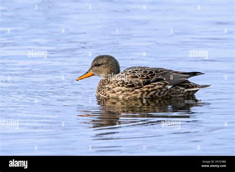 Dabbling Ducks Hi Res Stock Photography And Images Alamy