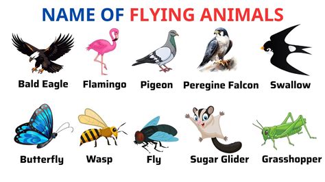 English Vocabulary | Flying Animals Names | Animal Names | Animal Names ... 