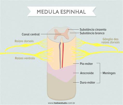 Medula espinhal as meninges e suas características resumo completo