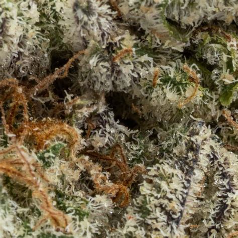 Banana Jelly Chronic Guru