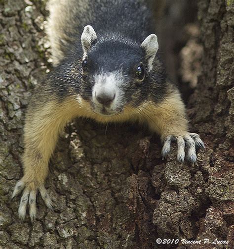 Big Cypress Fox Squirrel 3 Flickr Photo Sharing