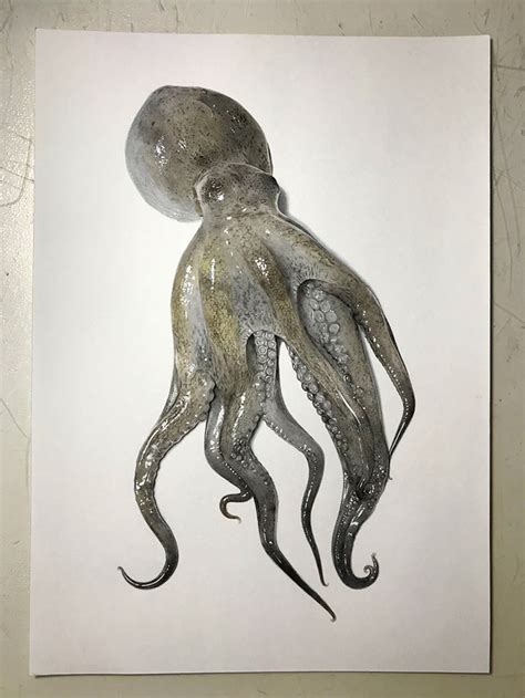 Realistic Octopus Drawing