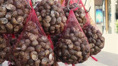 Cómo limpiar y preparar caracoles antes de cocinar