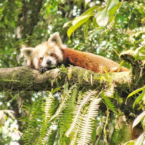 Premium Photo Red Panda Endangered Species