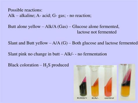 Ppt Introduction To Lab Ex Fermentation Of Carbohydrates Kligler