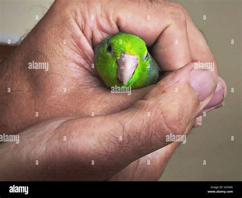 Un Oiseau Dans La Main Banque De Photographies Et Dimages Haute