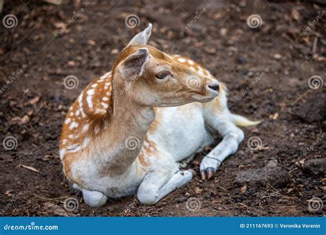 Full Body Of Female Fallow Deer Dama Dama In The Forest Stock Image