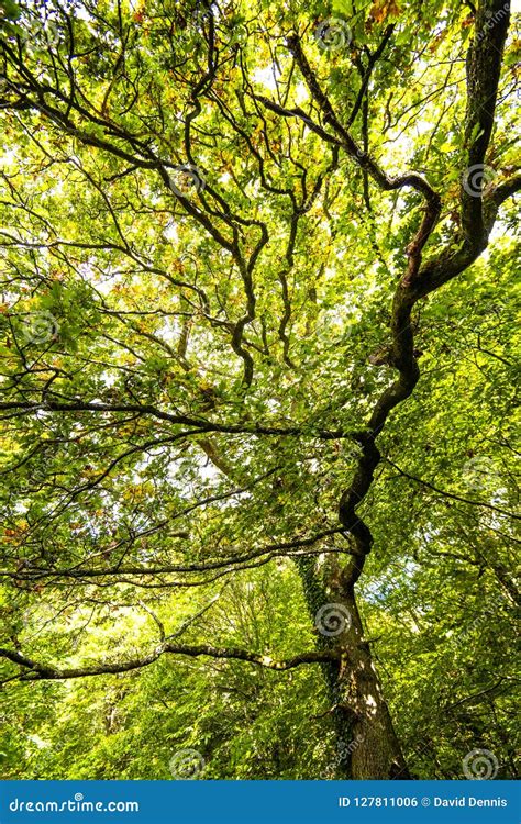 Fore Wood Nature Reserve Crowhurst East Sussex England Stock Photo