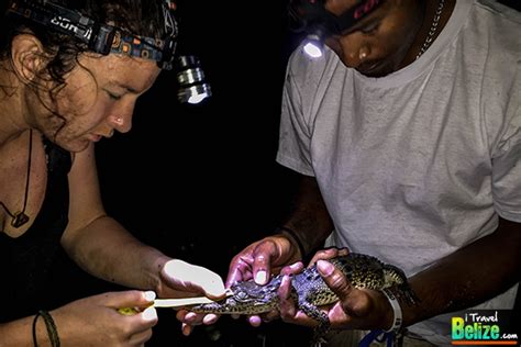 Wild Crocodile Encounters At Ambergris Cayes Newest Tour