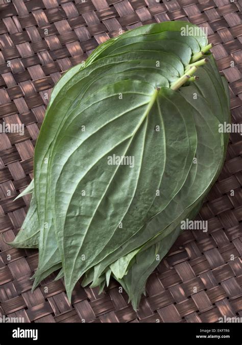 Betel Leaves Stock Photo Alamy