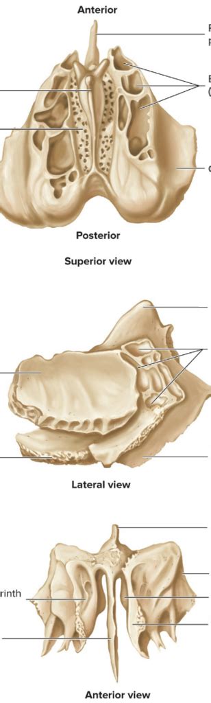 The Ethmoid Bone Diagram Quizlet