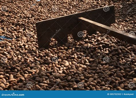 Cocoa Beans Or Cacao Beans Being Dried On A Drying Platform After