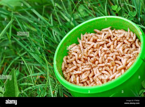 Worms Fishing Bait Stock Photo Alamy