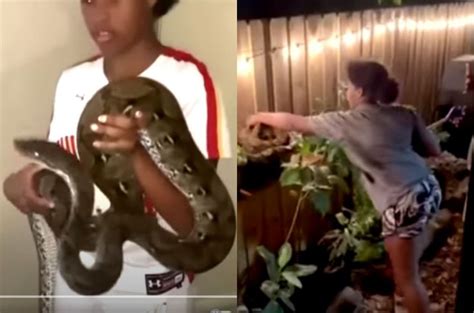 Brave Year Old Nabs Stray Python In Neighbor S Yard Video