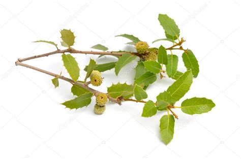 Quercus Coccifera O Roble Kermes Aislado Sobre Fondo Blanco