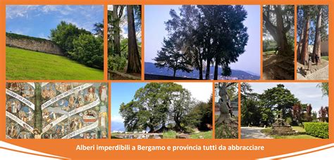 10 Alberi Imperdibili Di Bergamo E Provincia Da Abbracciare Assolutamente