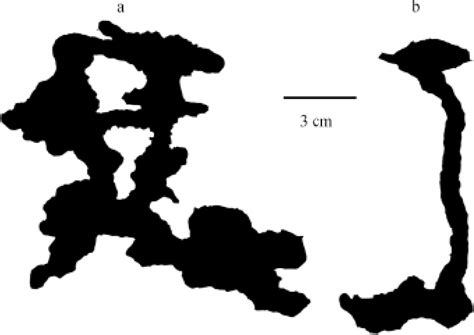 Sturcture Of Typical Ant Camponotus Japonicus Nests Relative To Soil