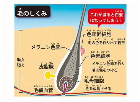 疑問氷解：なぜ子どもでも白髪が生えることがあるの？ 毎日新聞