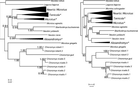 Fifty Percent Majority Rule Consensus Tree Of Trees From A