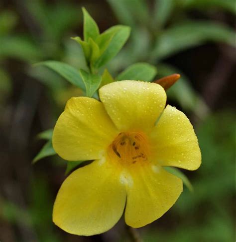 Allamanda Yellow Flowering Plant Nestreeo