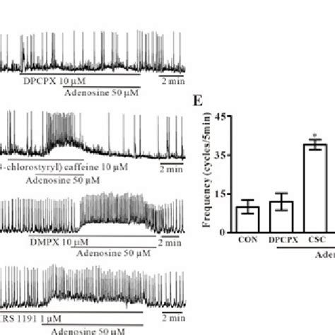 Effects Of Adenosine Receptor Antagonists On Adenosine Induced Action Download Scientific