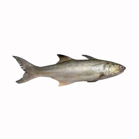 Indian Salmon Fish