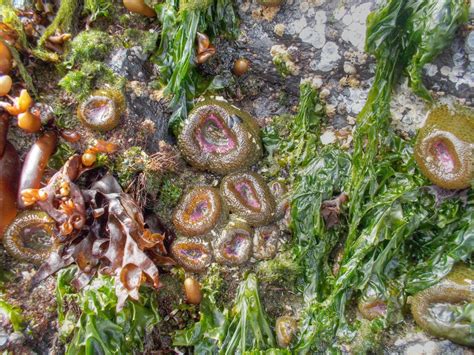 Sea anemones