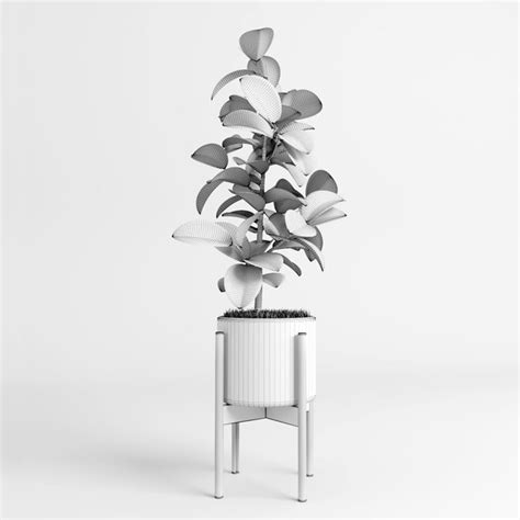 Ficus Trees 3d Model