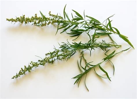 Comment Congeler Ses Herbes Aromatiques Yoojo