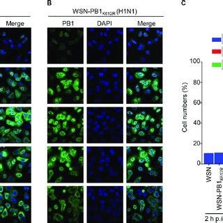 SUMOylation At K612 Does Not Affect The Cellular Localization Of PB1