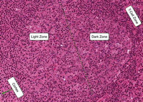 B Lymphocytes Histology