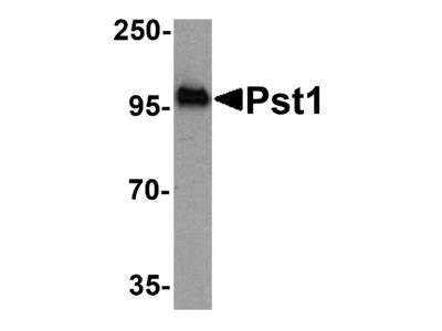 Anti Pst Antibody Products Biocompare