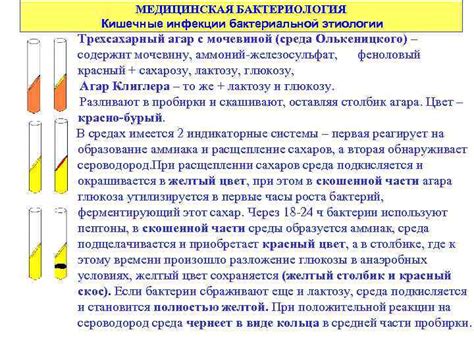 МИКРОБИОЛОГИЯ И ВИРУСОЛОГИЯ ЧАСТНАЯ МИКРОБИОЛОГИЯ Лекция 4 МЕДИЦИНСКАЯ