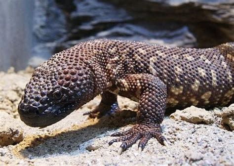 10+ List of Venomous Lizards - With Photos