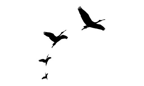 Premium Vector Flying Birds Vector And Illustration