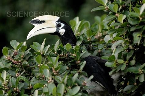 Photograph | Oriental Pied Hornbill | Science Source Images