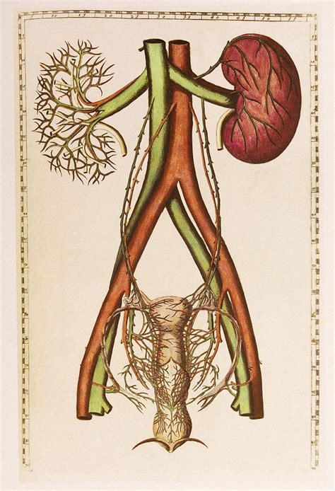 Female Urogenital System Photograph By Mehau Kulyk Pixels