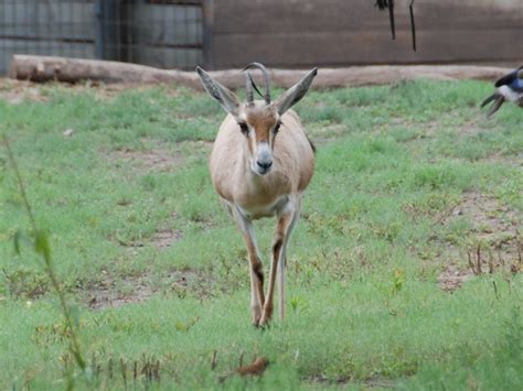 The Online Zoo - Rhim Gazelle