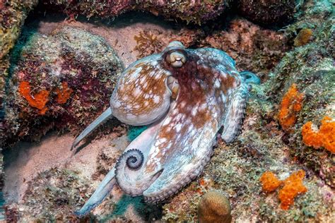 Caribbean Reef Octopus – OctoNation