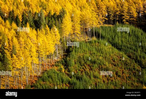 Scots Pine Scotland Hi Res Stock Photography And Images Alamy