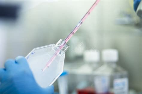 Cell culture stock image. Image of biology, experiment - 261620861