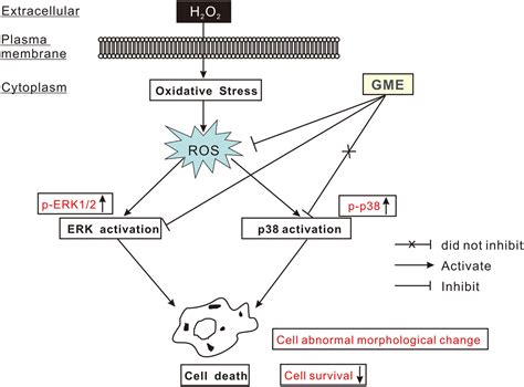 Protection Against H O Evoked Toxicity In Ht Hippocampal Neuronal