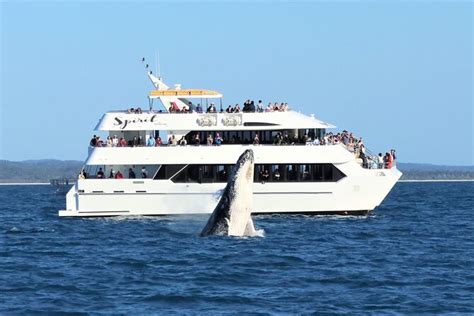 Point Hacks Activity Spirit Of Hervey Bay Whale Watching