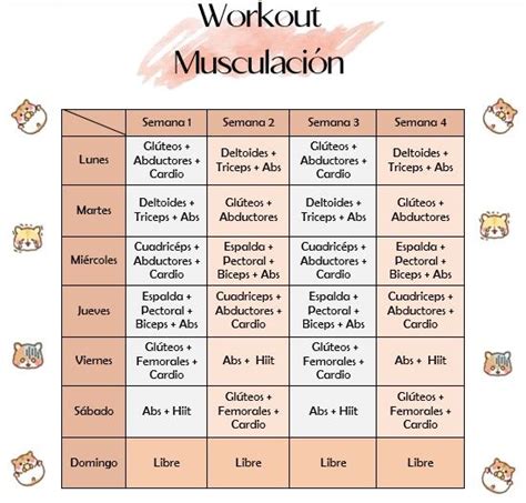 Plan Mensual De Entrenamiento Por Grupos Musculares Rutinas De